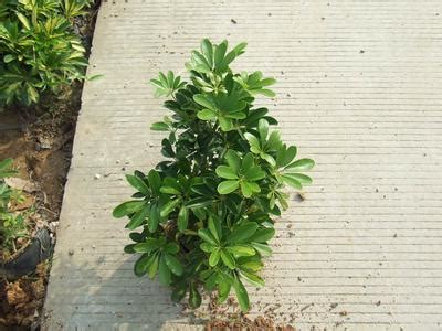 鴨腳木 風水|【鴨腳木 風水】揭秘鴨腳木風水奧秘！擺放三禁忌，花語寓意家。